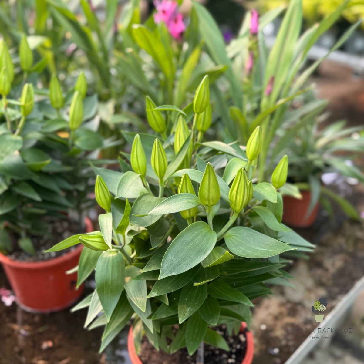Λίλιουμ (Lilium spp.) - 2